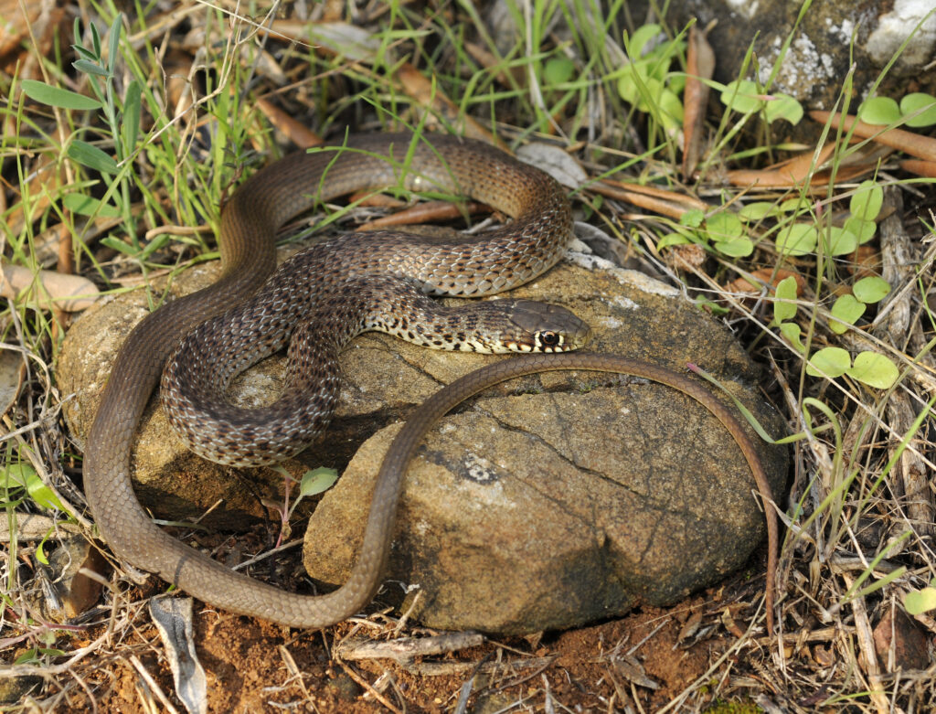 Hierophis gemonensis